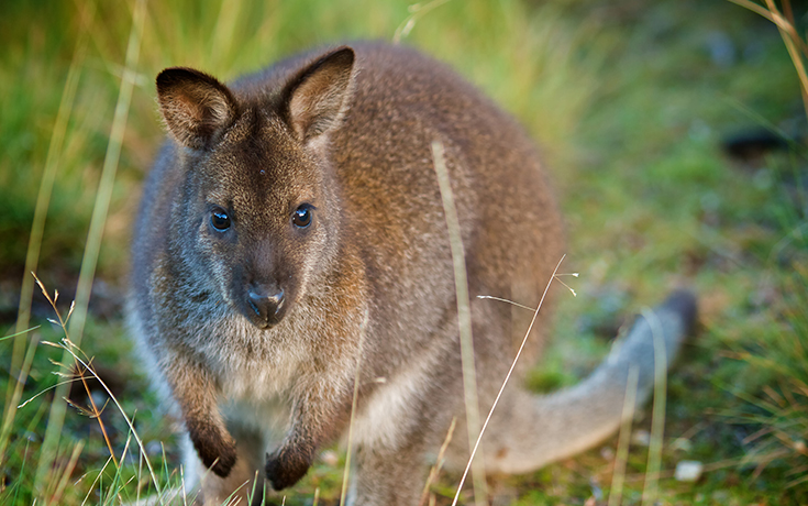 Australia_kangaroo_4